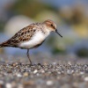Jespak maly - Kreta 4692